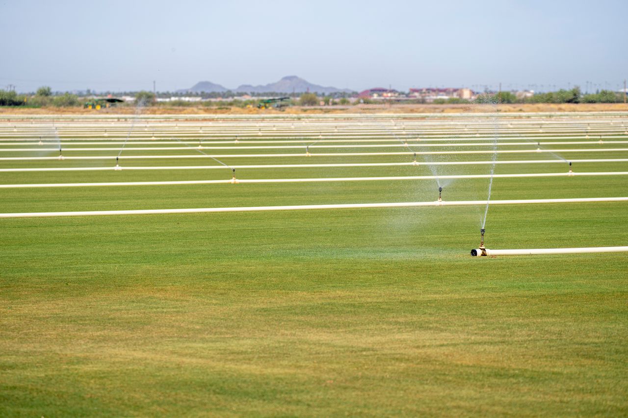 Home Expansive farmland with automatic irrigation sprinklers watering green fields.